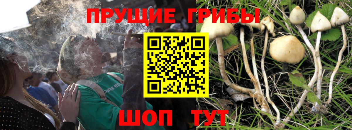Псилоцибиновые грибы GOLDEN TEACHER  Вход с VPN  Кунгур 